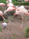 Pink flamingo
