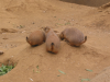 Prairie dog