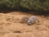Meerkat