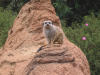 Meerkat