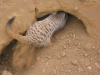Meerkat