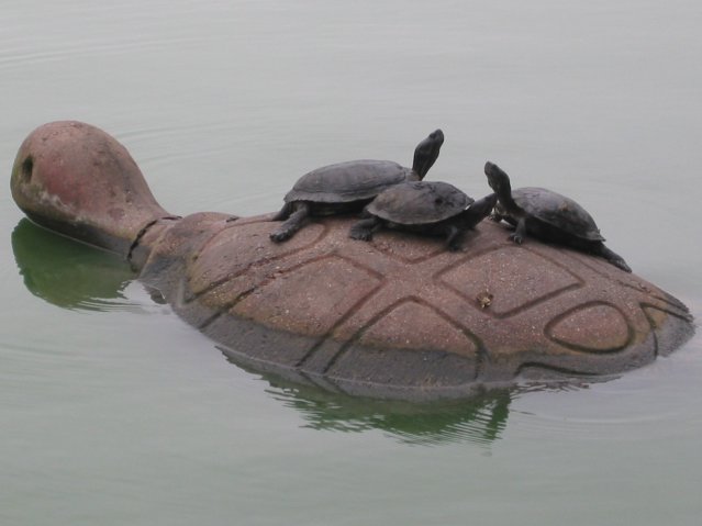 Turtles