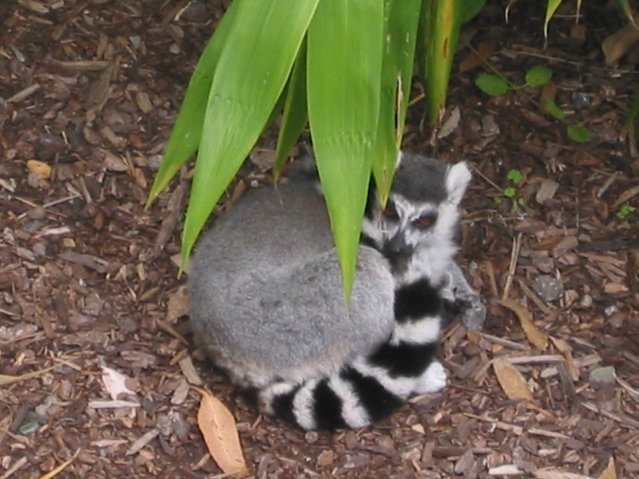 Lemurs