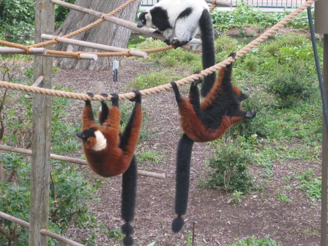 Lemurs