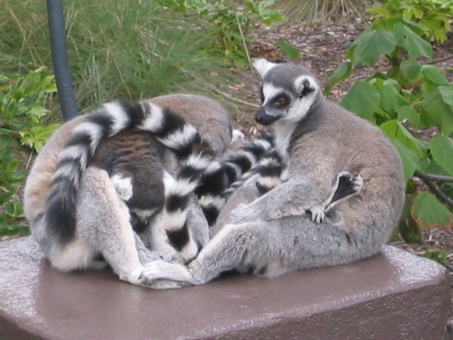 Lemurs