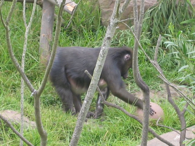 Monkey