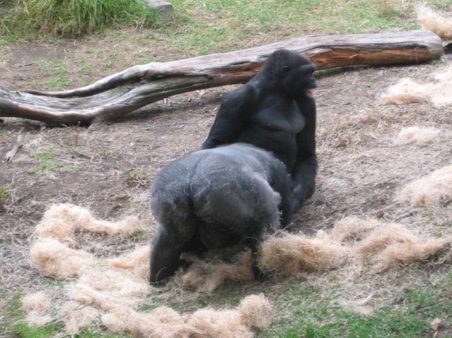 Gorillas
