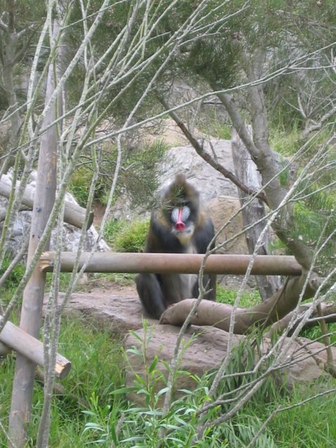 Mandrill