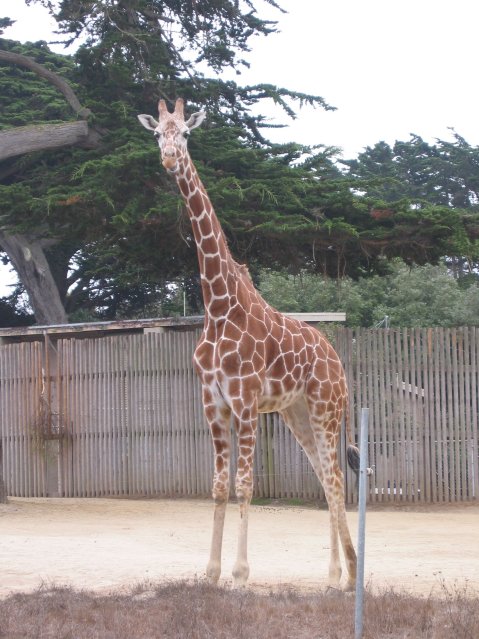Giraffe