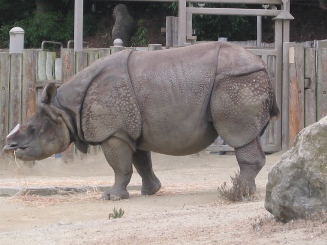 Rhino