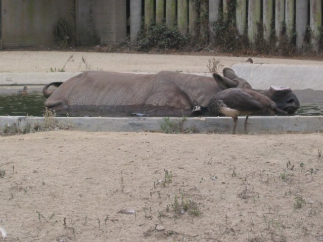 Rhino
