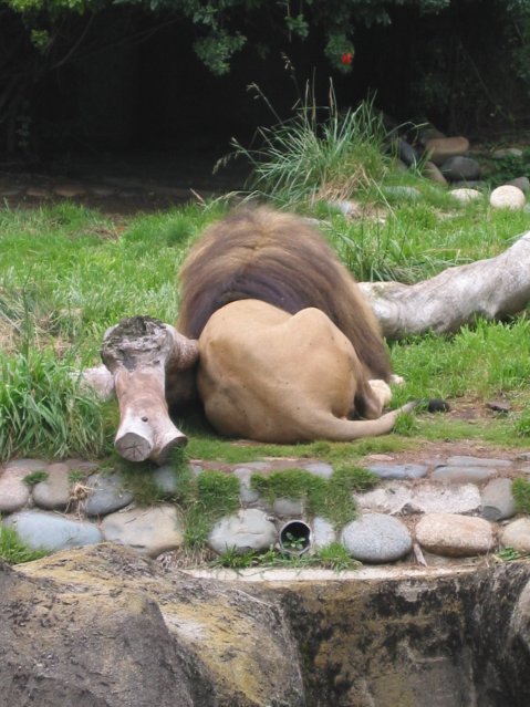 Lion