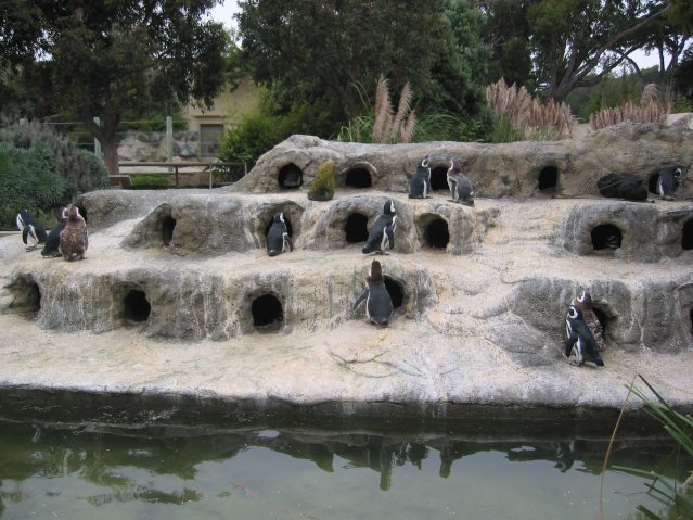 Penguins
