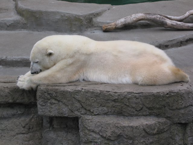 Polar bear