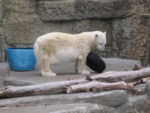 Polar bear
