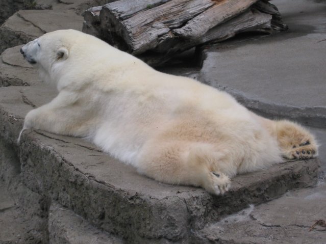 Polar bear