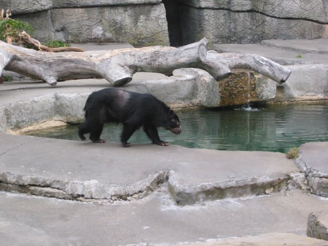 Brown bear
