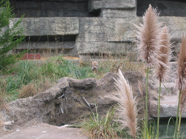 Coyote