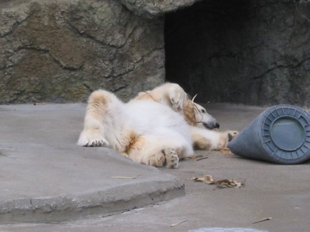 Polar bear
