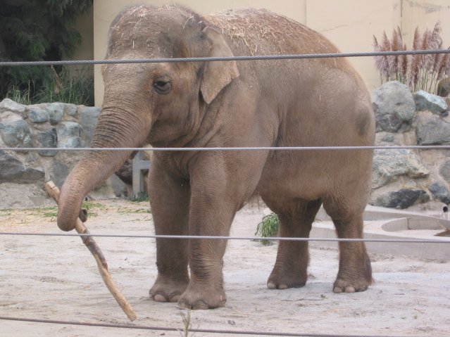 Asia elephant