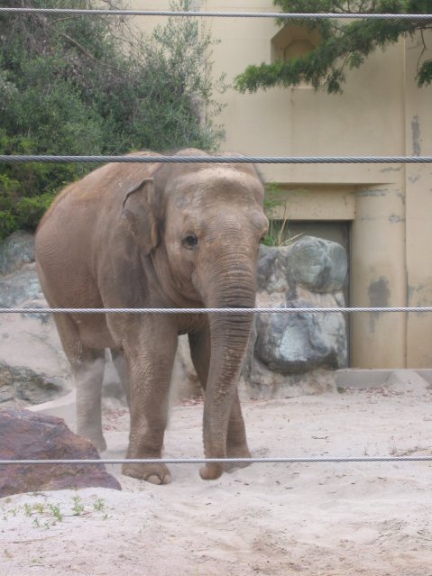 Asia elephant