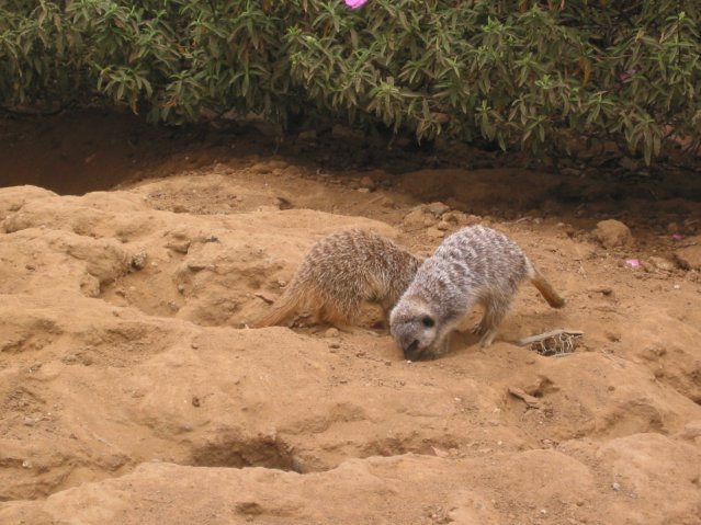 Meerkat