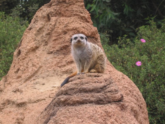Meerkat