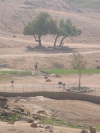 Giraff and ostriches
