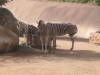 Zebras
