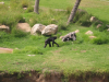 Bonobo
