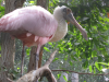 Spatula (with pink feathers)