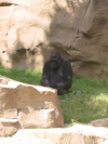 Gorilla