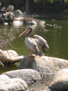 Pelican
