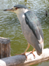 Unafraid bird, as I said ;-)