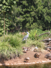 Shoebill bird
