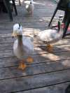 Ducks
