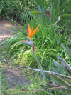 Bird of paradise