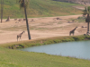 Giraffe