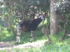Okapi