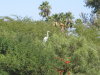 Egret