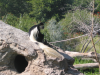 Kikuyo colobus