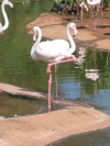 Flamingos