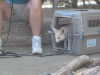 Fennec fox