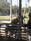 Giraffe