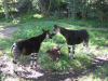 Okapi