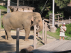 Asian elephant on show: lifting front paw with trump