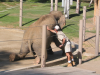 Asian elephant on show: Sitting on the rear knees