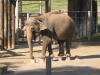 Asian elephant on show: walking on small stumps
