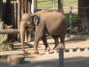 Asian elephant on show: walking on small stumps