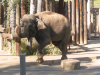 Asian elephant on show: walking on a thin line and lifting front and rear paw